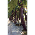 Suntoday Eggfruit lila Brinjai Aubergine Long Gemüse Hybrid F1 Aubergine Bild Bio-Aussaat (23001)